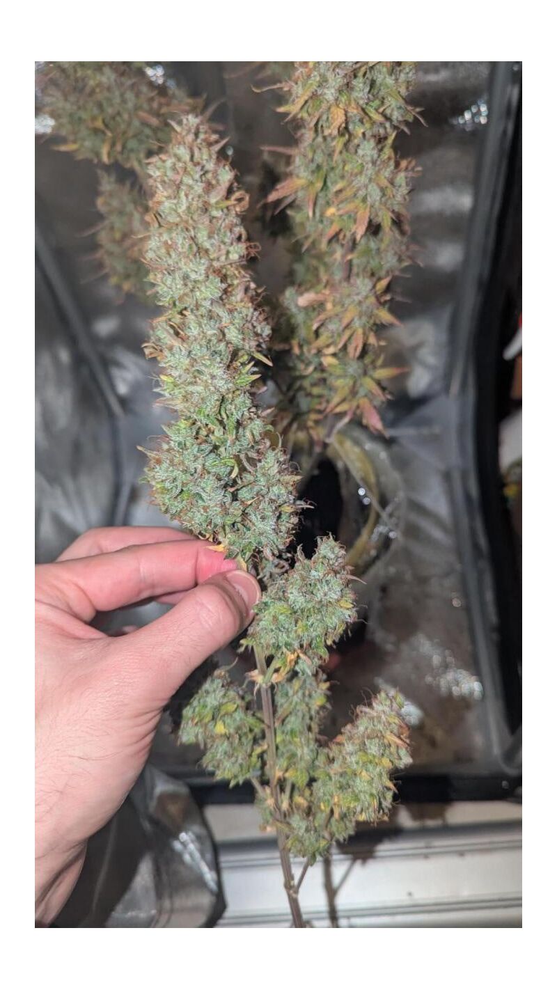 Super Boof Auto, Фасовка: 3, изображение 3